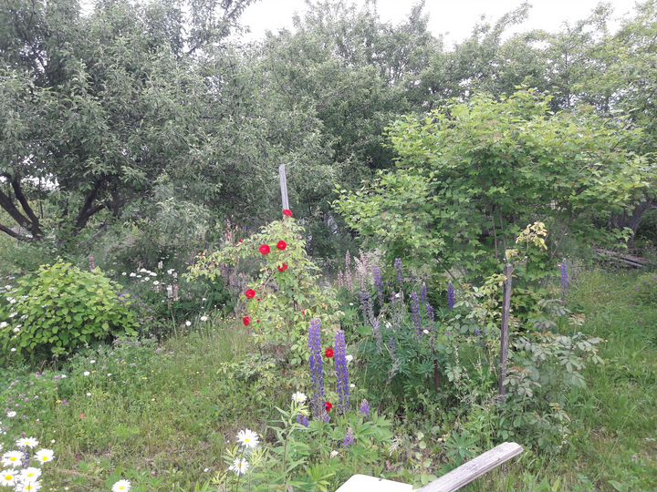 Участок 12,5 сот. (СНТ, ДНП)