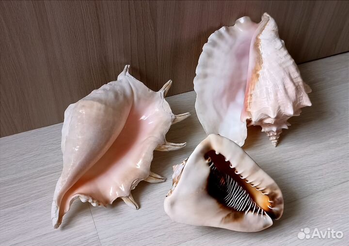 Морские ракушки раковины большие