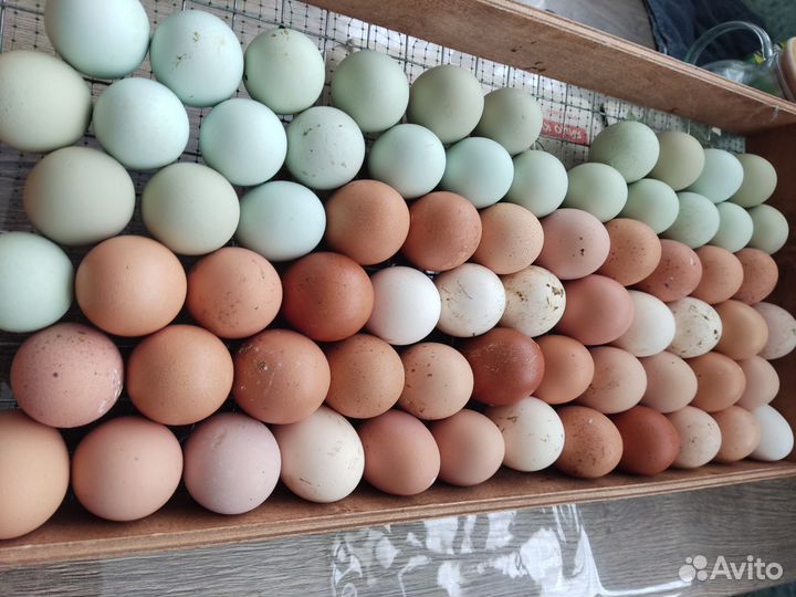 Инкубационное яйцо породистых кур