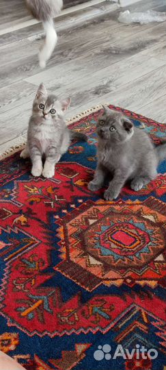 Шотландские котята. Скоттишь фолд,Скоттишь страй