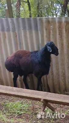 Бык и бараны на племя