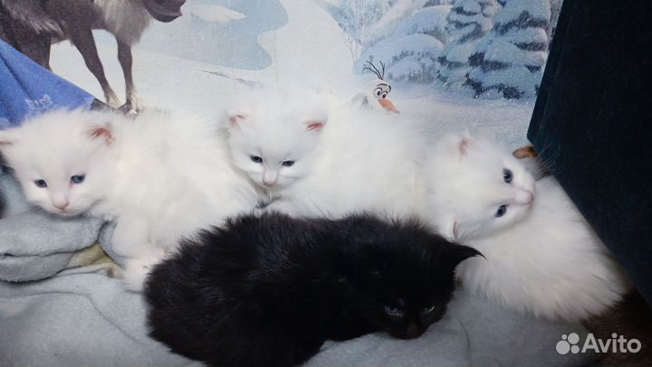 Котята мейн-кун