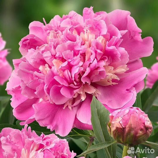 Пион сорта Anima