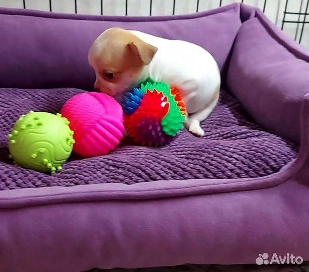 Щенок чихуахуа девочка