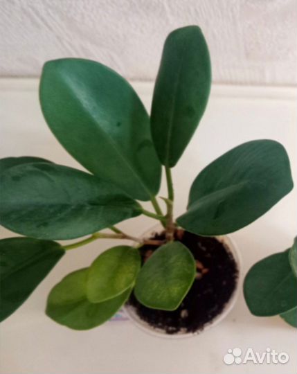 Сортовые фикусы