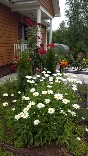 Дача 50 м² на участке 12 сот.