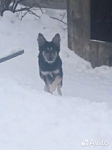 Метис овчарки