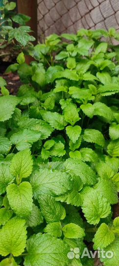 Мелисса,мята