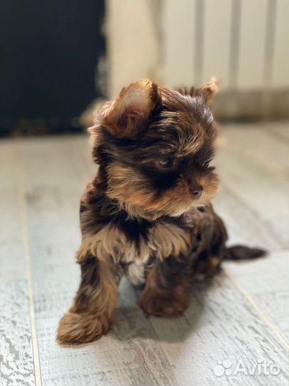 Шоколадная с подпалом йорочка