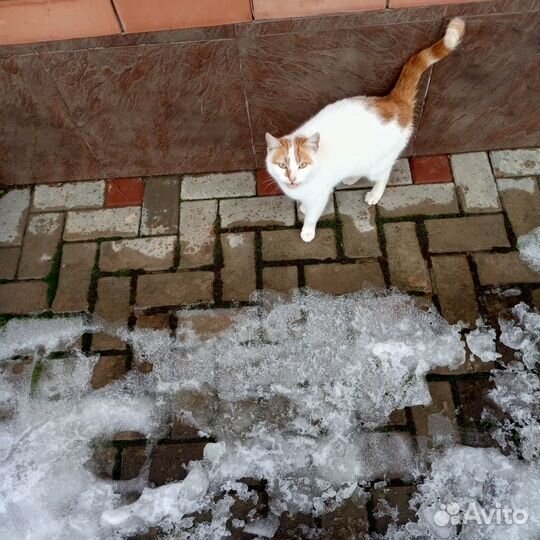 Кошки бесплатно