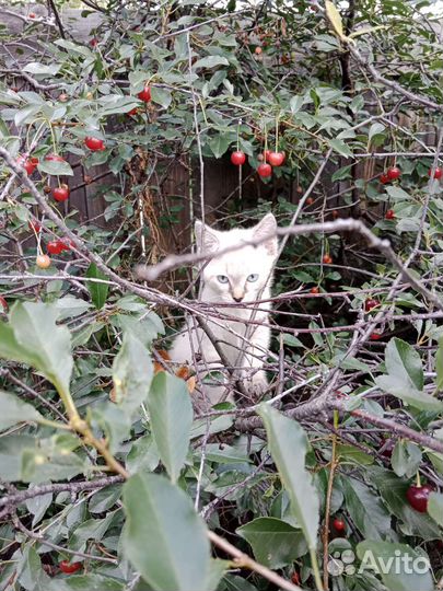 Отдам в добрые руки маленькую кошечку