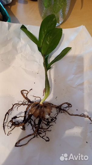 Замиокулькас (молодые отростки)