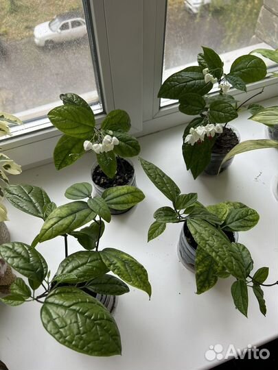 Клеродендрум