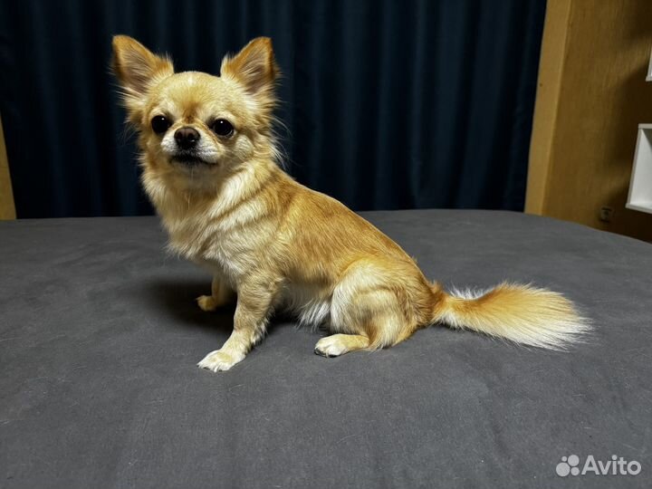 Щенки чихуаху длинношерстные мальчики