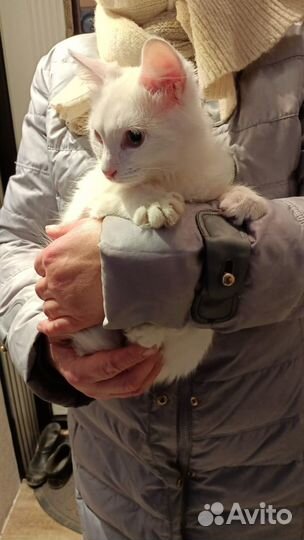 Котенок 3 месяца ангора