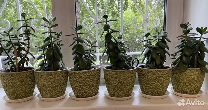 Денежное дерево толстянка в керамических горшках