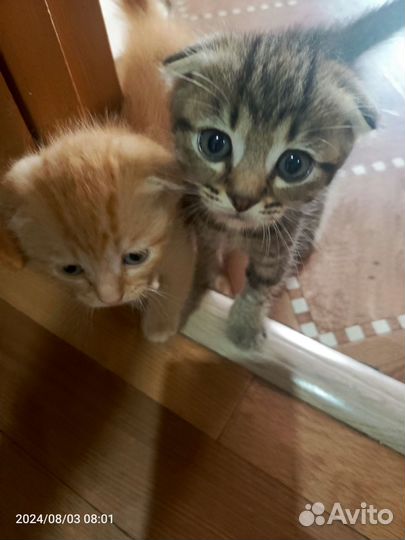 Котята в добрые руки бесплатно мальчик и девочка