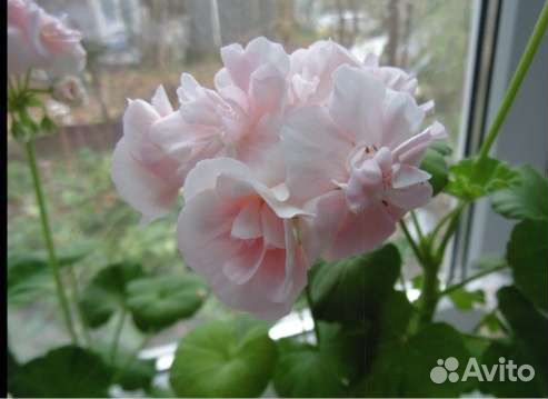 Пеларгония сортовая, герань