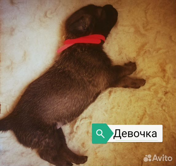 Собака в добрые руки