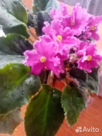 Фиалка в горшках