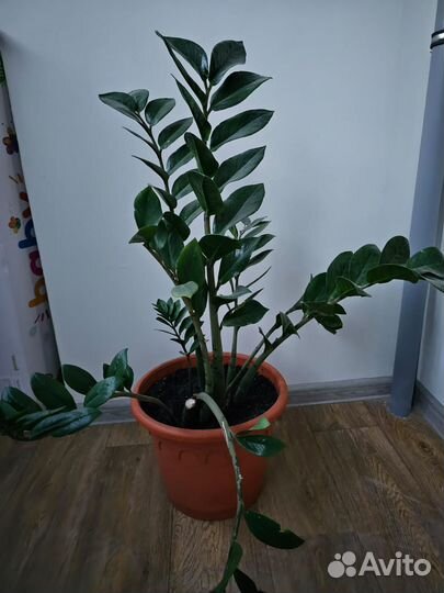 Замиокулькас