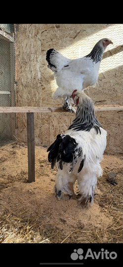 Инкубационное яйцо Брама