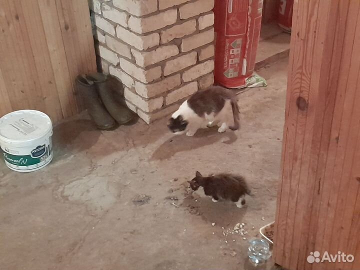 Кошка с котенком в дар