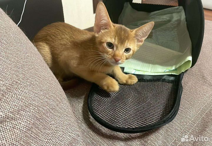Абиссинские котята