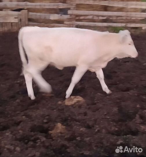 Коровы молодая с теленками