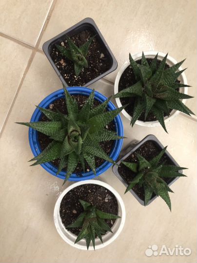 Сукулент Хавортия Лимифолия