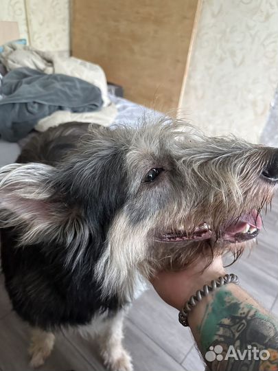 Спасите собаку от приюта