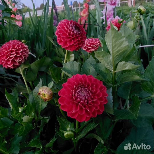 Георгины клубни