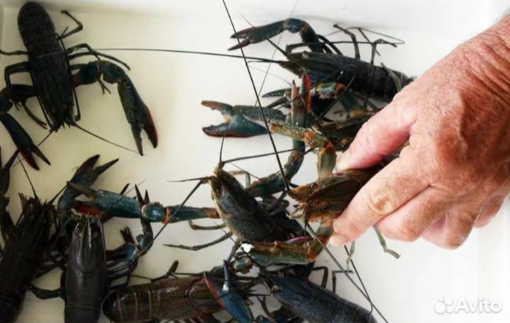 Австралийский красноклешневой рак