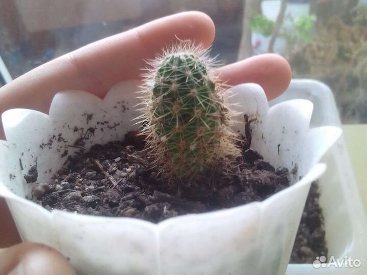 Кактусы, маленькие выращенные из семян