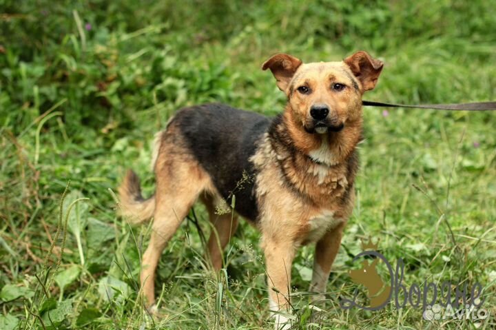 Мартин в добрые руки