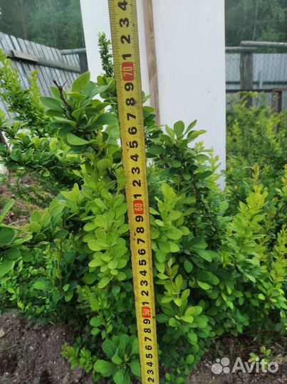 Барбарис тунберга