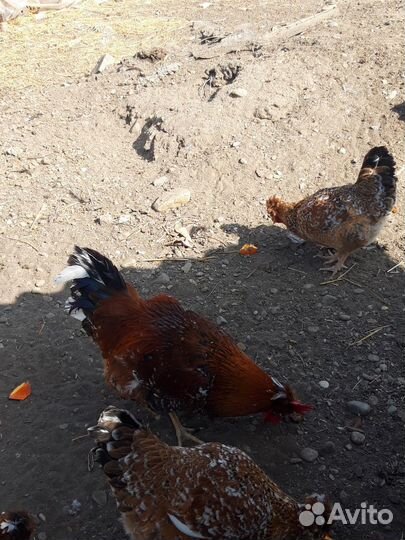 Молодые петухи