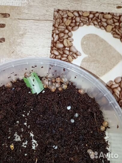 Улитки ахатины маленькие (детёныши)