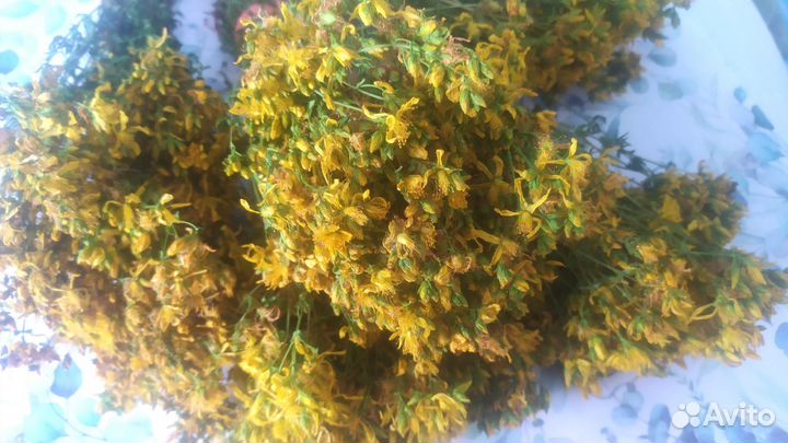 Веники-запарки для бани из зверобоя