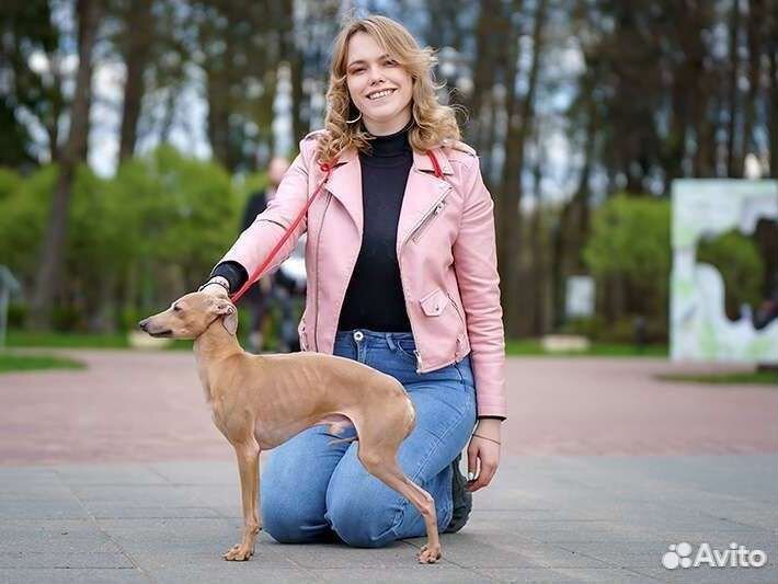 Левретка. вязка