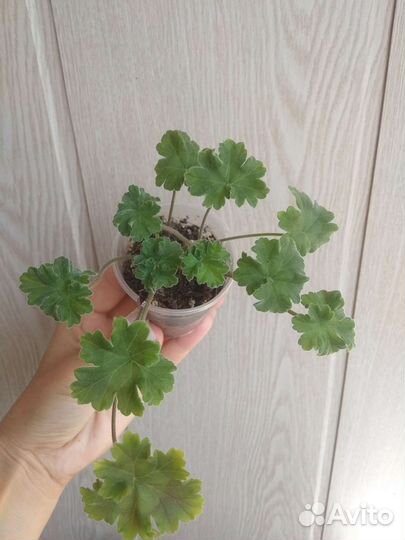 Пеларгония Ириол Перламутр