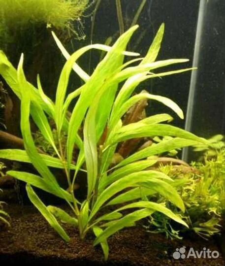 Растения для аквариума