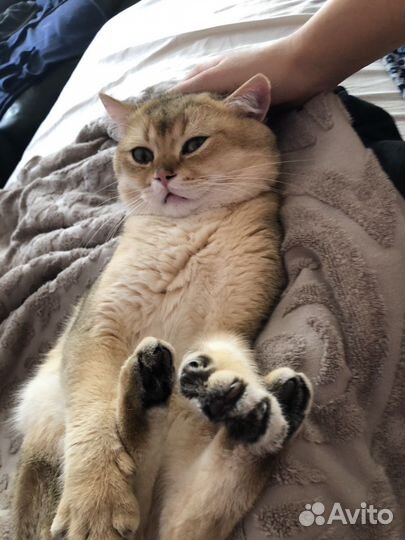 Кот на вязку золотая шиншилла