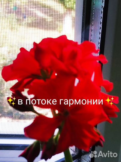 Герань, пеларгония (красная, розовая И алая)