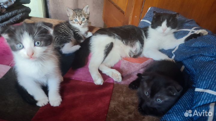 Котята в добрые руки