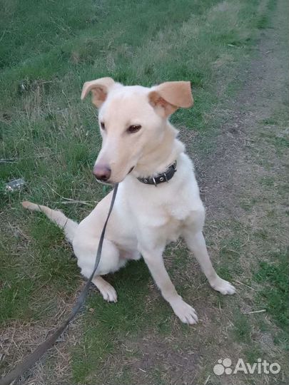 Собака в добрые руки отдам бесплатно