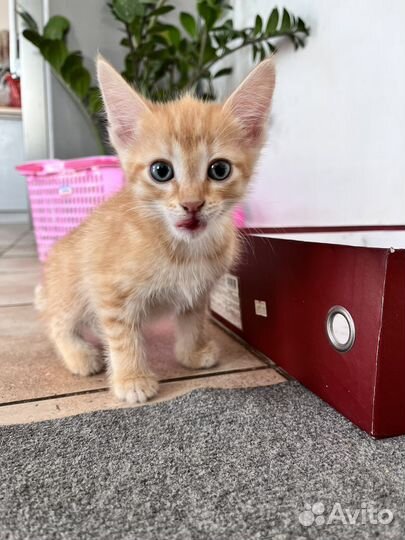 Котята