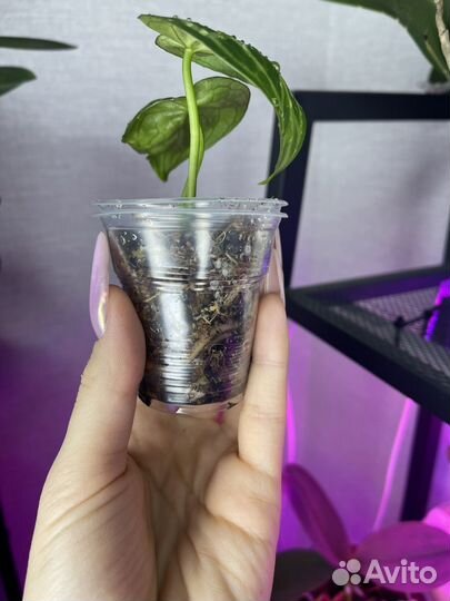 Антуриум сильвер блаш