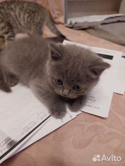 Шотландские котята