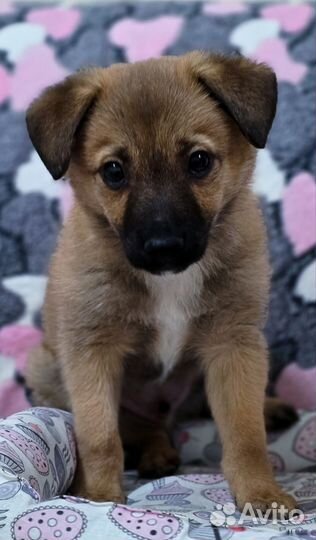 Щенок мальчик в добрые руки